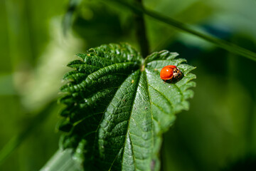 Close-up of a ladybird (Coccinellidae) without black dots on a green leaf