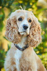 Portrait of a golden-colored American Cocker spaniel dog. Domestic purebred pets.