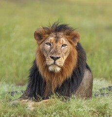 Fototapeta na wymiar Portrait Of Asiatic Lion