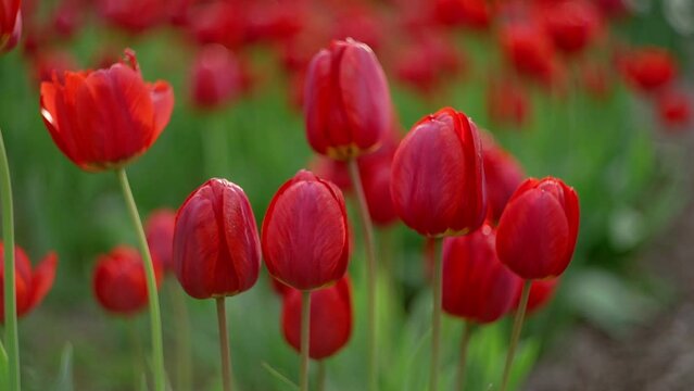 Red tulips with beautiful bokeh sway in the wind.