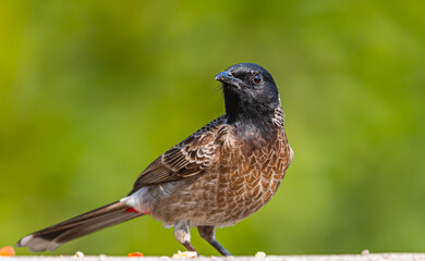 A Red vented bulbul on wall