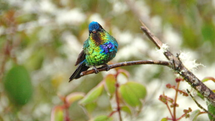Fiery-throated hummingbird (Panterpe insignis) perched on a branch at the high altitude Paraiso Quetzal Lodge outside of San Jose, Costa Rica
