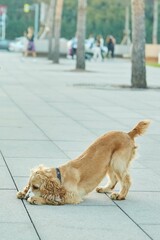 The dog of the American Cocker spaniel is golden in color. Domestic purebred pets