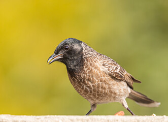 A Red Vented bulbul with food