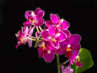 Beautiful flowering branch of the pink aroma orchid phalaenopsis on a black background, copy space.
