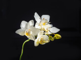 Naklejka na ściany i meble Beautiful flowering branch of the white orchid phalaenopsis multiflora on a black background