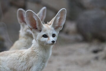 Naklejka premium fennec fox