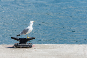 Ring-billed gull (Larus Delawarensis) on a mooring bollard, dock cleat