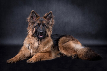 portrait of the german shepherd long hair dog