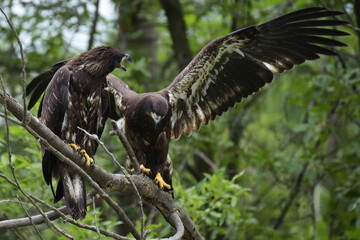 A pair of immature bald eagle siblings sitting together on a branch at eye level. One has outstretched wings