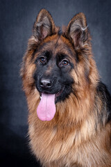 portrait of the german shepherd long hair dog