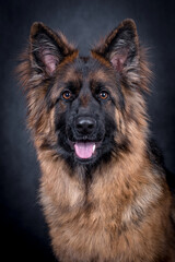 portrait of the german shepherd long hair dog