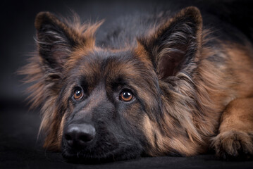 portrait of the german shepherd long hair dog