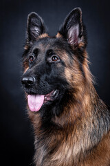 portrait of the german shepherd long hair dog