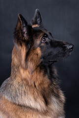 portrait of the german shepherd long hair dog