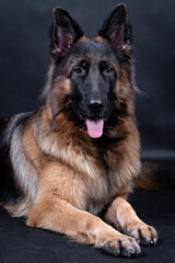 portrait of the german shepherd long hair dog