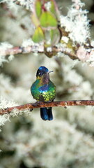 Fiery-throated hummingbird (Panterpe insignis) perched on a branch at the high altitude Paraiso Quetzal Lodge outside of San Jose, Costa Rica