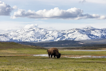 Bison eating grass in American Landscape. Yellowstone National Park. United States. Nature Background.