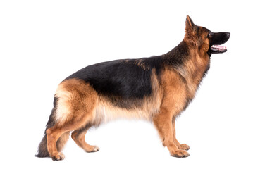 Naklejka na ściany i meble portrait of the german shepherd long hair dog