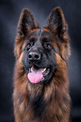 portrait of the german shepherd long hair dog