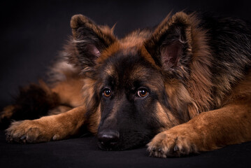 portrait of the german shepherd long hair dog - obrazy, fototapety, plakaty