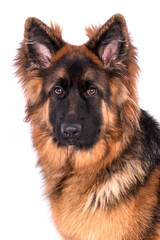 portrait of the german shepherd long hair dog