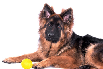 portrait of the german shepherd long hair dog