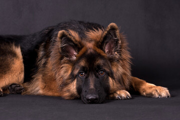 portrait of the german shepherd long hair dog