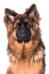 portrait of the german shepherd long hair dog