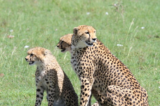 cheetah mother and two cubs hunting in maasai mara