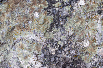 Granite rock texture background, close up. Fragment of stone wall texture. Moss and lichen on gray stone. Lichen on the rock.	
