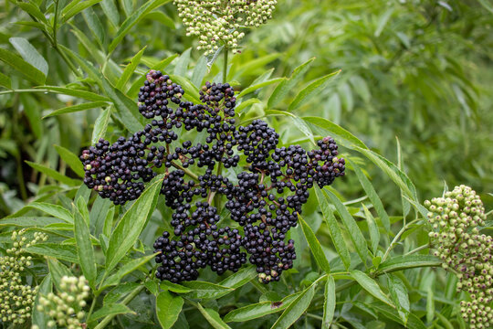 Dwarf elder, Sambucus ebulus medicinal plant with black berries growing in the summer, autumn garden