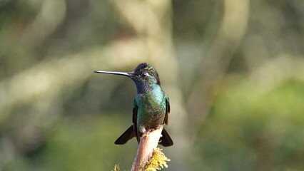 Talamanca hummingbird (Eugenes spectabilis) perched on a branch at the high altitude Paraiso...
