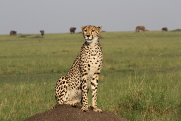 Cheetah sitting on a termite hill looking for a hunt