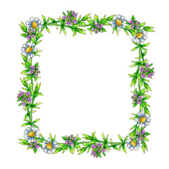 square frame of watercolor thyme flowers on a white background.