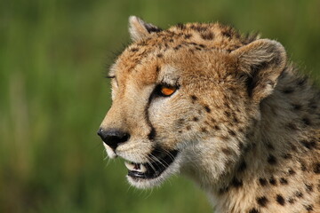 cheetah female closeup portrait in green grass