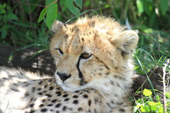 cheetah cub female closeup portrain in green bushes