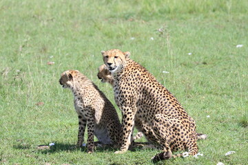 cheetah mother and two cubs hunting in maasai mara