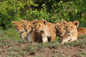 five small cute lion cubs looking into the camera