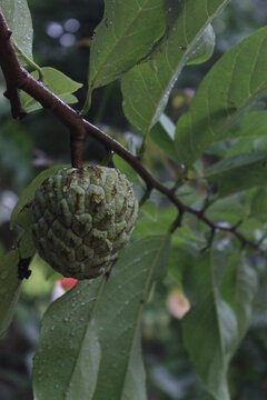 Bullock's Heart is a fruit that is commonly found in Sri Lanka. This is a healthy fruit. The shape of this fruit is very beautiful.