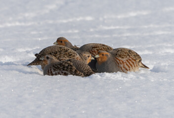 A flock of gray partridges huddled together are buried in the snow to keep warm in a severe frost