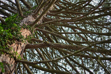Baum mit dichtem Astwerk