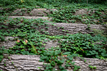 Baumst&auml;mme mit Efeu