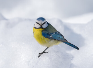 Obraz na płótnie Canvas The blue tit bird, Parus caeruleus, stands on a snow hummock among a snowdrift