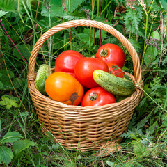 A full basket of tomatoes and cucumbers.Fresh harvest..eco food home gardening concept.