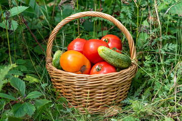 A full basket of tomatoes and cucumbers.Fresh harvest..eco food home gardening concept.