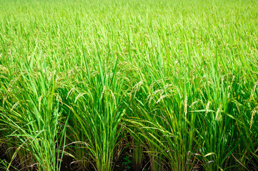 Korean traditional rice farming. Korean rice farming scenery. Korean rice paddies.Rice field and the sky in Ganghwa-do, Incheon, South Korea.