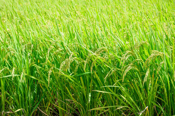 Obraz premium Korean traditional rice farming. Korean rice farming scenery. Korean rice paddies.Rice field and the sky in Ganghwa-do, Incheon, South Korea.
