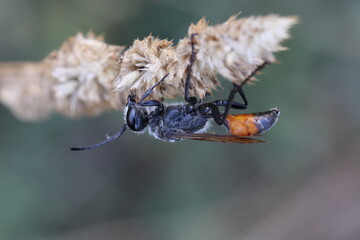 podalonia hirsuta parasitoid wasp sitting on a perch