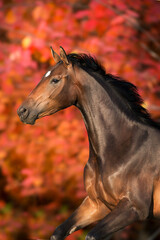 Horse in orange autumn trees
